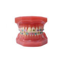 TM-B6-02 Ortho Model with Half Metal and Half Ceramic Bracket